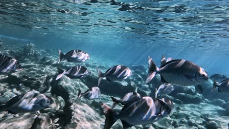 a large school of reef fish swimming in the sea with ray of sunlight