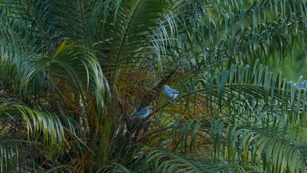 Pair Of Blue Gray Tanagers Perched On Branch Joined By Great Kiskadee. Locked Off