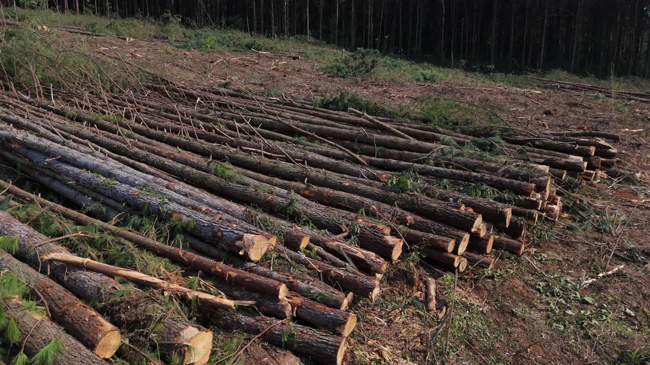 Close-up drone view about stacked tree logs arranged in rows on a deforested land site.