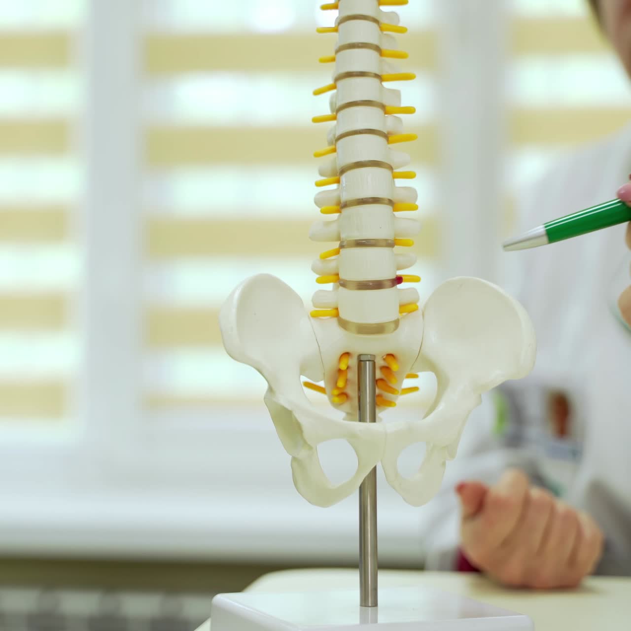 Doctor talks about human spine. Physiotherapist explaining the spine model to patient in clinic