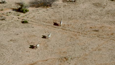 cebras de namibia corriendo en el desierto de áfrica paisaje desértico - vista aérea de drones