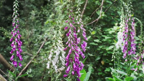 inclinación de cámara lenta, flores de dedalera moradas moviéndose ligeramente por la suave brisa
