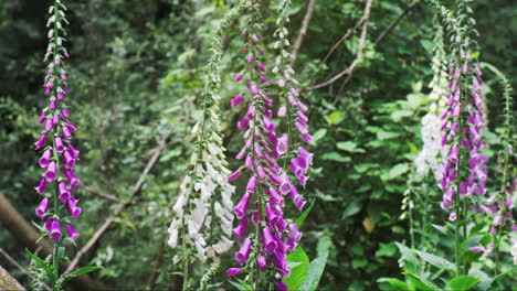 slow camera tilt, purple foxglove flowers moving slightly from gentle breeze