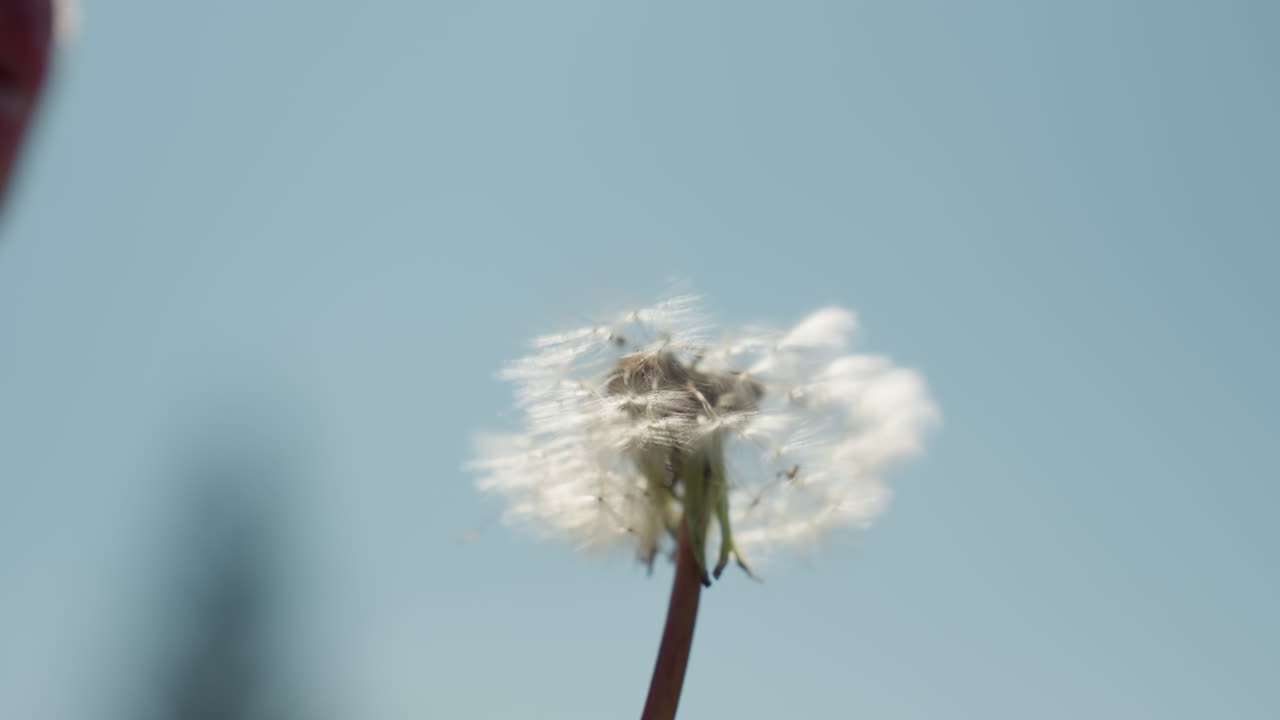 Close up of delicate dandelion puff as it begins to scatter in breeze, fine white seeds glistening against bright blue sky, soft motion symbolizing fragility, transition, and peaceful natural beauty