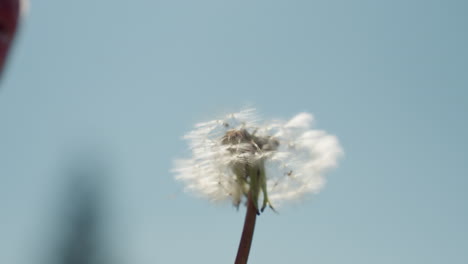 close up of delicate dandelion puff as it begins to scatter in breeze, fine white seeds glistening against bright blue sky, soft motion symbolizing fragility, transition, and peaceful natural beauty