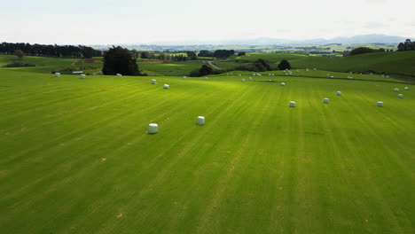 white haybale rolls in vibrant landscape of new zealand, aerial view