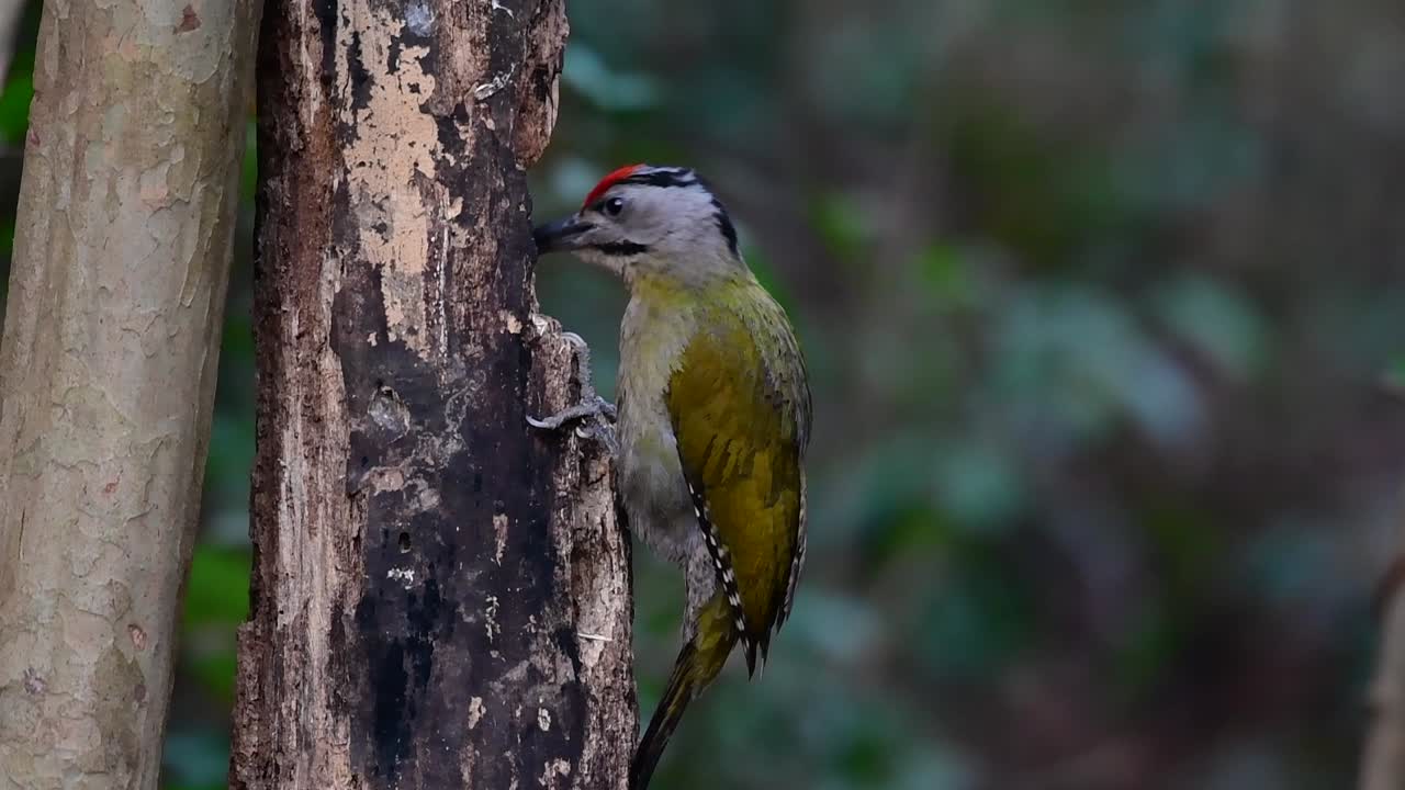 el pájaro carpintero de cabeza gris también se llama pájaro carpintero de cara gris se encuentra en muchos parques nacionales en tailandia y es muy particular en la elección de su hábitat para que prospere