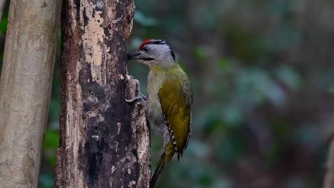 El-Pájaro-Carpintero-De-Cabeza-Gris-También-Se-Llama-Pájaro-Carpintero-De-Cara-Gris-Se-Encuentra-En-Muchos-Parques-Nacionales-En-Tailandia-Y-Es-Muy-Particular-En-La-Elección-De-Su-Hábitat-Para-Que-Prospere