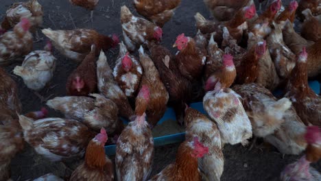 vista de ángulo alto de un grupo de gallinas alimentándose de un alimentador en una granja al atardecer