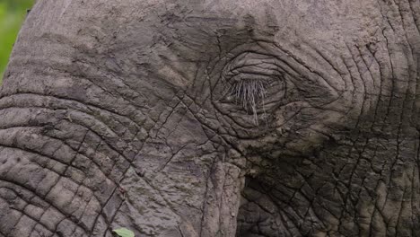 Closeup-of-a-muddy-elephant-eating-green-leaves-in-the-forest-vegetation-of-Africa