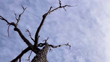 In-Diesem-Kurzen-Zeitraffer-Steht-Eine-Eiche,-Während-Darüber-Die-Wolken-Fliegen