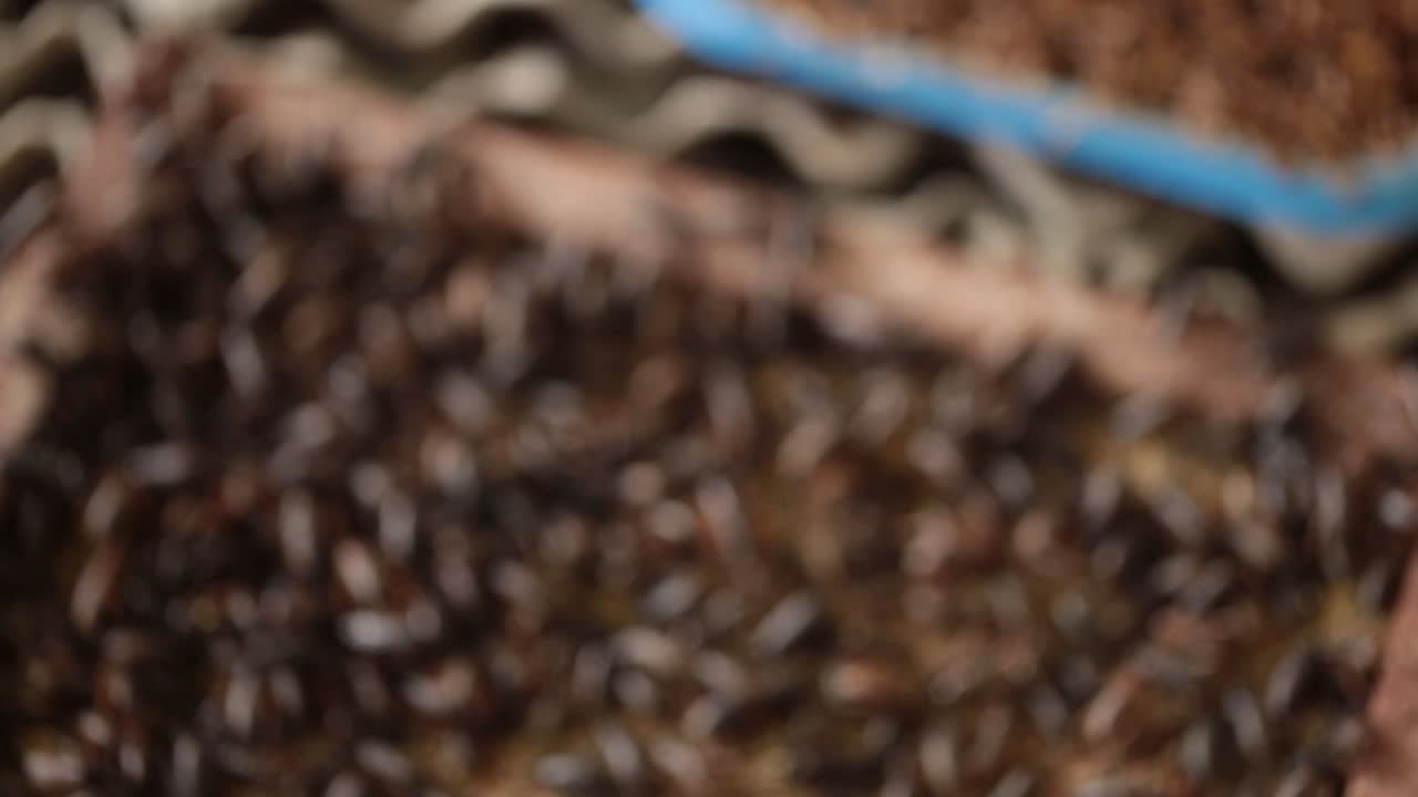 imágenes macro de toneladas de grillos creciendo por granjero en la granja