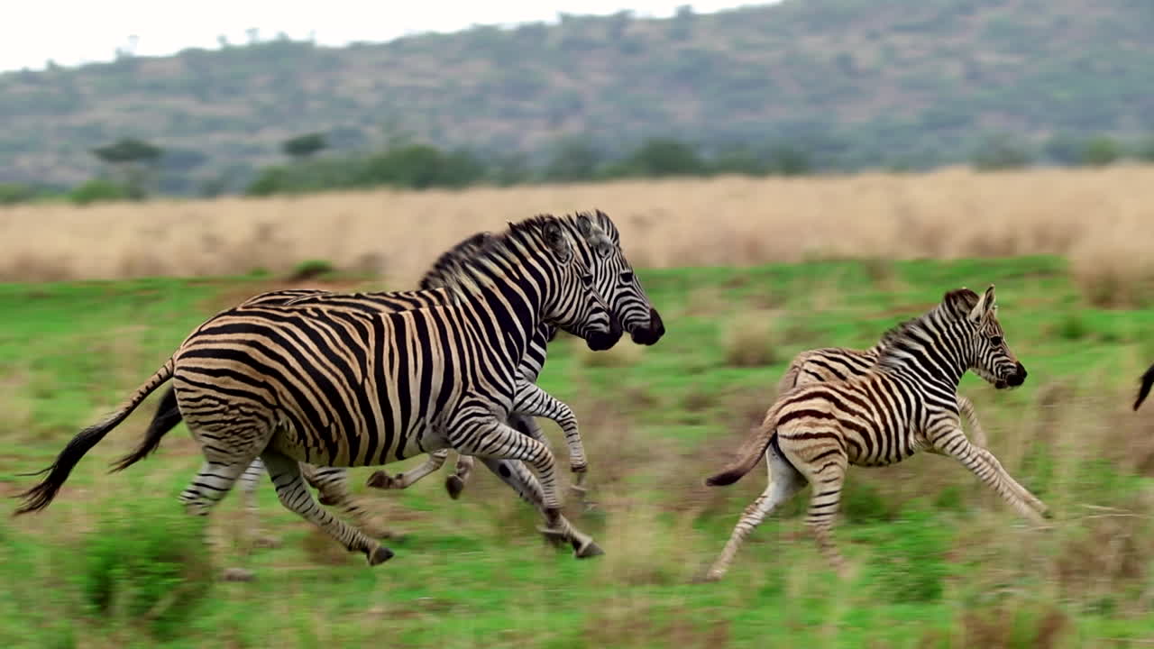 Herd of Burchell's zebra with foals run in slomo over grassy plain, tracking