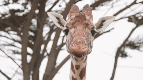 Giraffennahaufnahme,-Die-Blätter-In-Zeitlupe-Isst