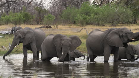 a herd of elephants playing and drinking in a body of water