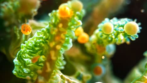 A close up of a bunch of yellow and green balls. The balls are all different sizes and are scattered throughout the image. Scene is one of chaos and disorder