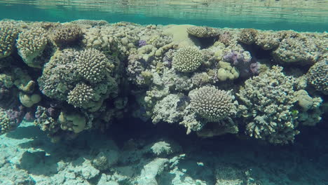 浅水下珊瑚礁 太阳光反射