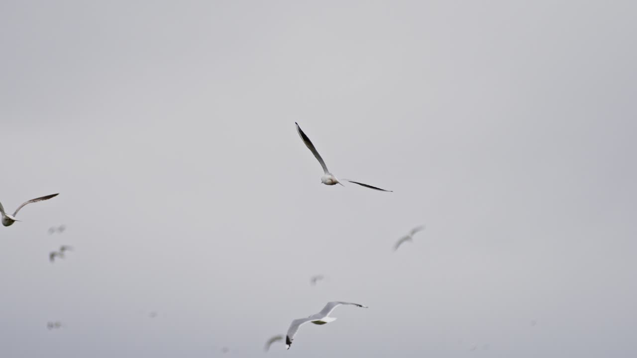 Flock of seagulls flying in super slow motion, nature reserve near Middelburg, Zeeland, super slow motion