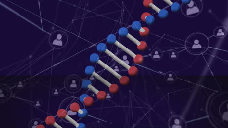 animación de una cadena de adn 3d giratoria sobre una red de iconos de personas conectadas
