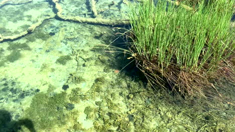 Underwater-Plants-and-water-animals-In-clear-Water-on-a-summer-day-on-the-Plitvice-lakes-in-Croatia-4K