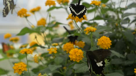 Toma-En-Cámara-Lenta-De-Muchas-Mariposas-Negras-Batiendo-Alas-Y-Chupando-Néctar-De-Flor-Amarilla---Mariposa-Negra-Con-Rayas-Blancas