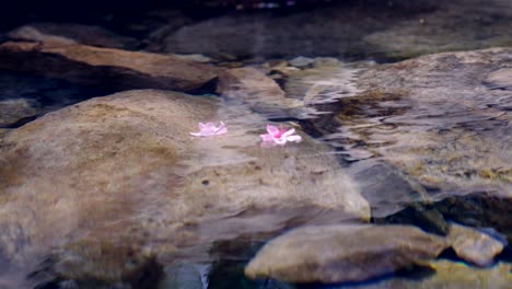 Frühlingsblütenblätter-Schwimmen-Im-Wasser,-Blütenblätter-Fallen-Auf-Das-Wasser