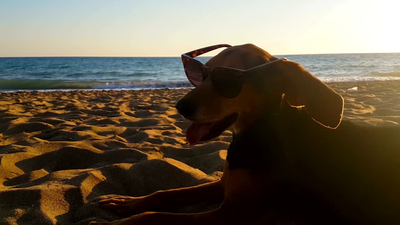 un perro feliz en la playa con gafas de sol. un momento lindo.