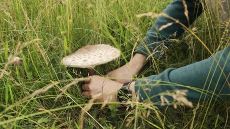 Hombre-Recogiendo-Un-Hongo-Con-Un-Cuchillo-En-Un-Campo-Verde