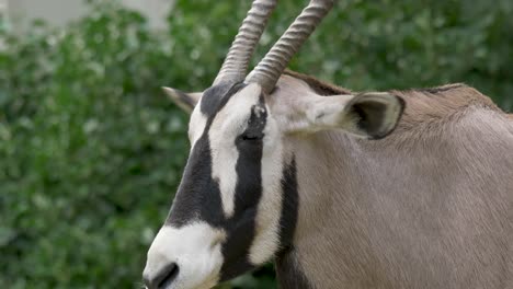 retrato de primer plano de un macho gemsbok aislado rodeado de arbustos verdes en el sur de áfrica