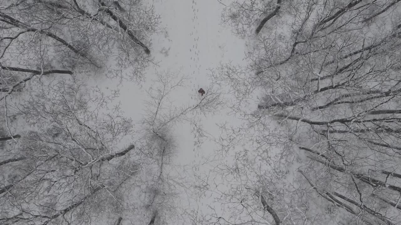 Vista aerea dall'alto di un sentiero nella foresta innevata durante l'inverno, con una sola persona che cammina attraverso la scena. Le impronte nella neve e gli alberi spogli creano un'atmosfera tranquilla e minimalista.