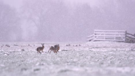 hares in a snowy field