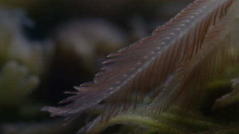 close-up of a delicate feather