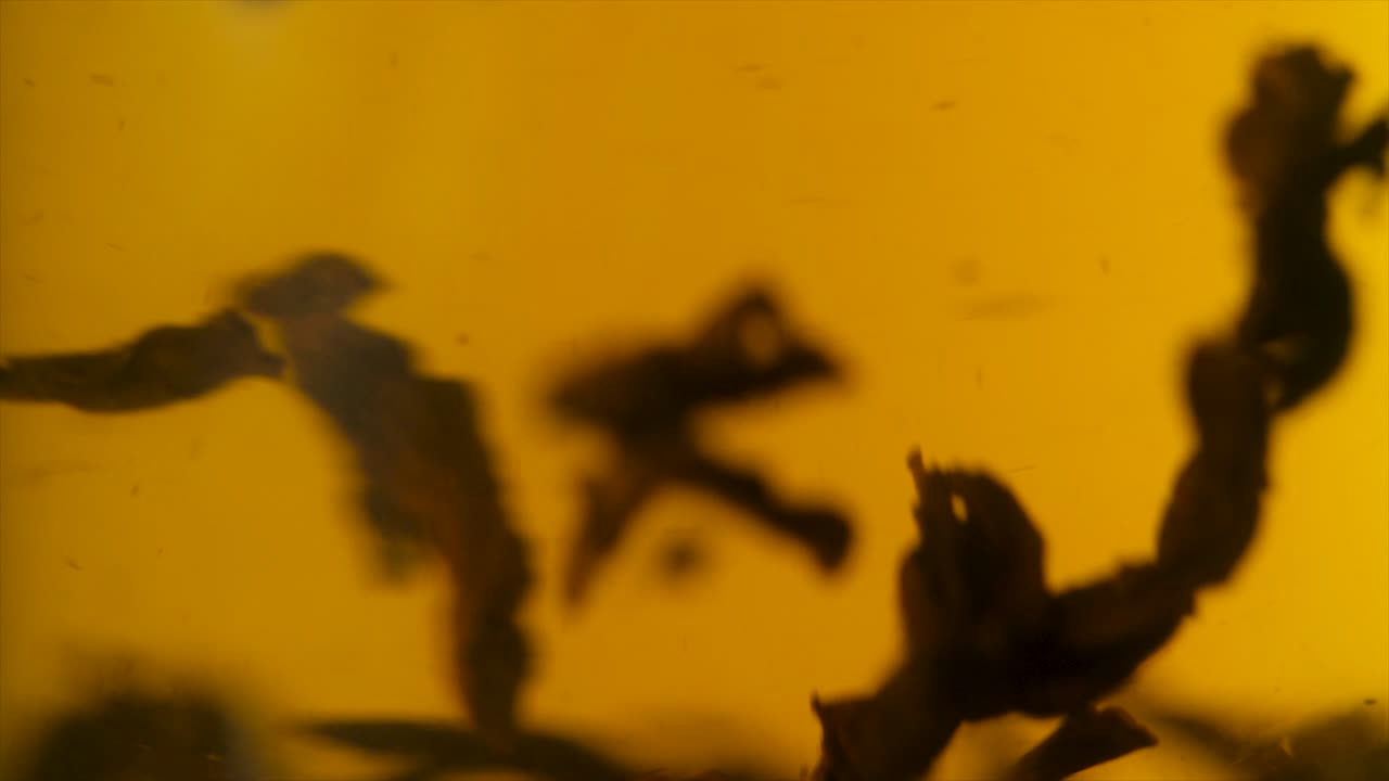 차 잎 이 뜨거운 물 에 여 있다