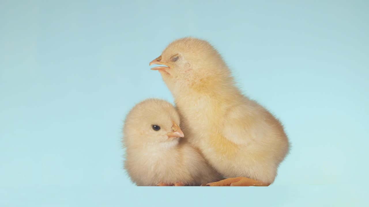 아름다운 작은. 고립 된 녹색 화면 배경