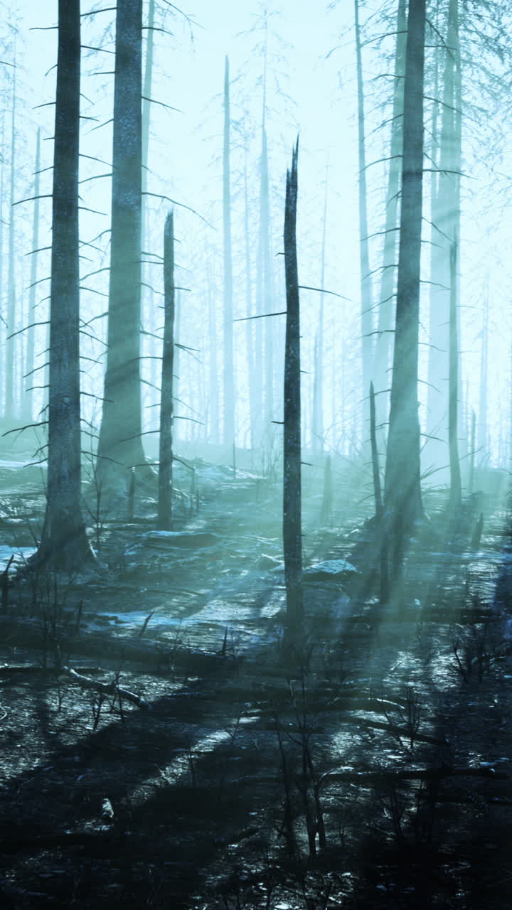 un bosque de niebla con árboles quemados después de un incendio forestal