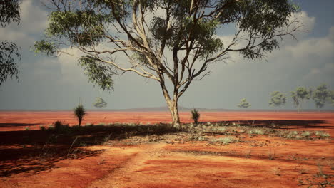 Desert-trees-in-plains-of-africa-under-clear-sky-and-dry-floor