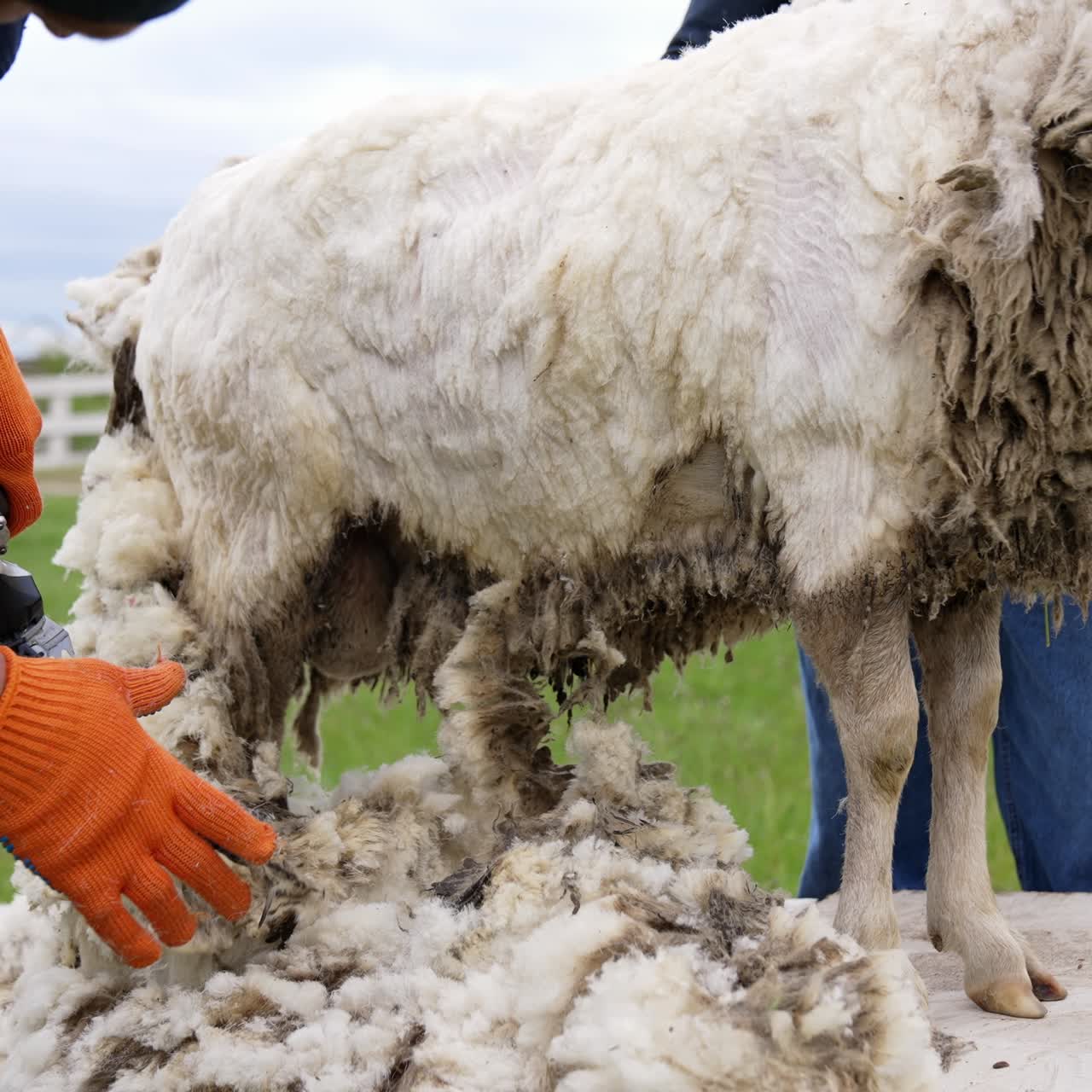 Shearing sheep with special equipment. Professional farmer cutting old wool from sheep for further production. Traditional sheep shearing on a farm