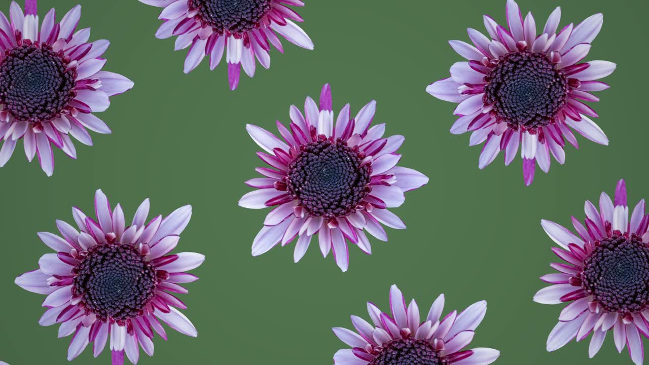 patrón animado de crisantemo rosa en un fondo verde. animación de concepto de bucle sin costuras floral mínimo