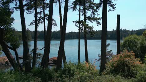 Arbutus-Trees-growing-on-the-waterfront-of-View-Royal,-Victoria,-Canada