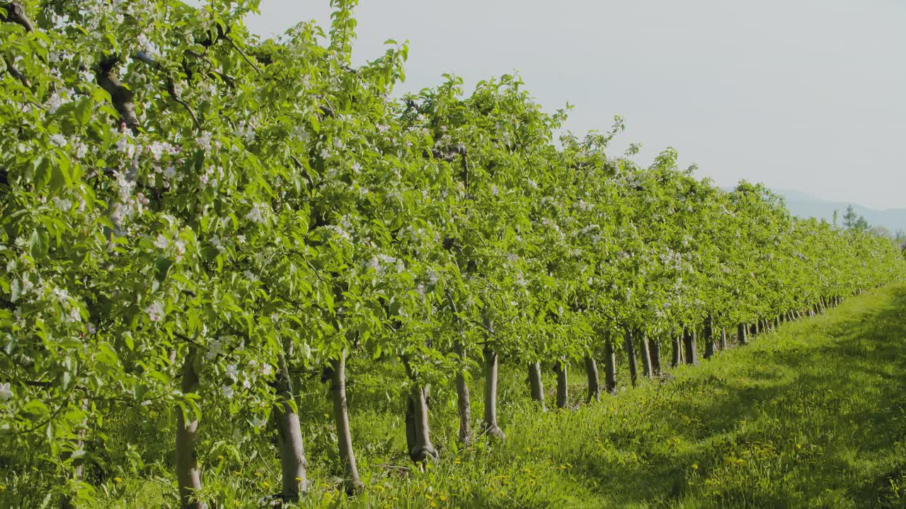 árboles frutales seguidos en el campo agrícola 2