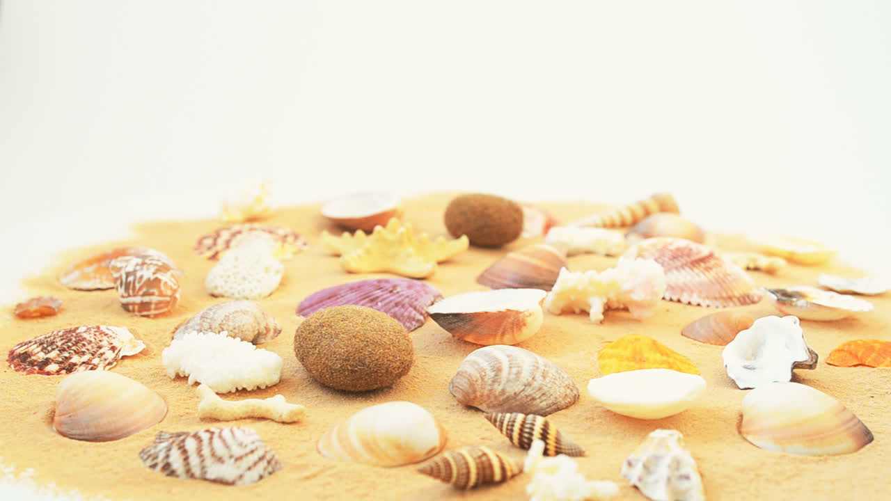 Cockleshells on sand on white background. Shooting with conducting