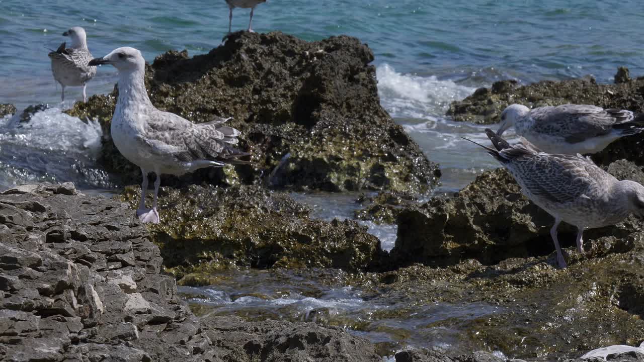 чайки стоят на скалах на берегу моря, в то время как волны разбиваются о скалы