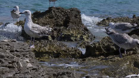 Gaviotas-Paradas-En-Las-Rocas-En-La-Costa-Del-Mar-Mientras-Las-Olas-Aplastan-Las-Rocas