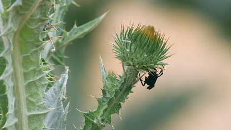 spider wasp visits milkthistle flower starting to bloom on windy day