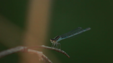 side view of dragonfly in nature