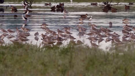 Zugschnepfenschwärme-Fressen-Im-Miranda-Shorebird-Center-Stelzenteich