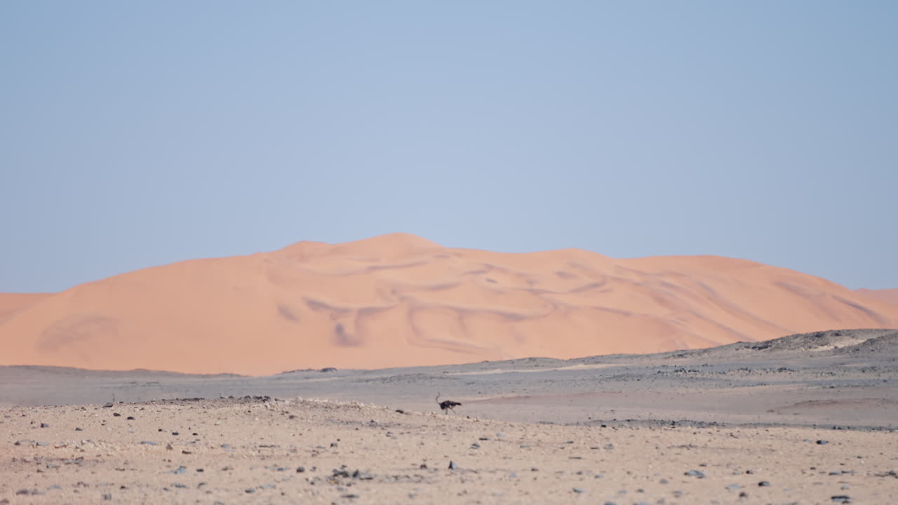 African Desert Landscape with Ostrich