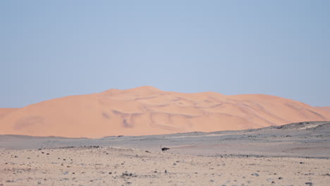 african desert landscape with ostrich