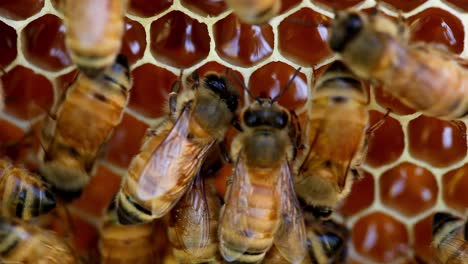 Abejas-Melíferas-Haciendo-Miel-En-Panal