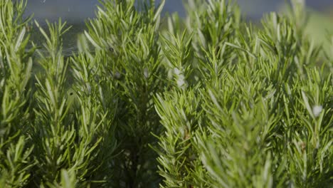 rack focus of green foliage swaying in wind on sunny day